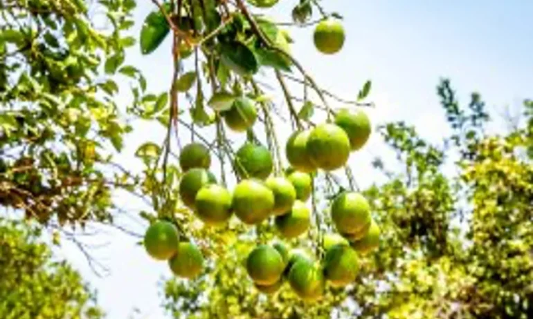 Fixation du prix de vente des oranges par les producteurs de l’UCom CPAgrumes de Za-kpota et la société ORANA SA